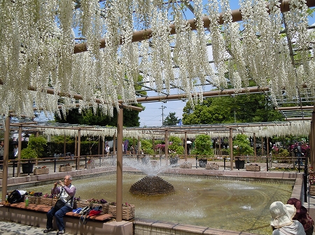 真っ白い藤もあるんですね☆彡