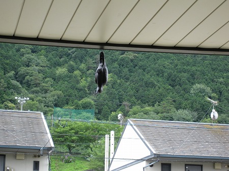いらなくなった　カラス除け　ひとつ・・・