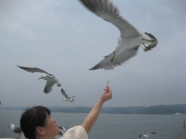 食べさせているのはなんと、カッパえびせんです！ほとんど主食化してます。私としてはかもめの塩分摂取量が気になってたまりませんです・・・・・・