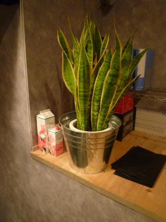 日の当たらないロフトですがパイロゲンパワーで植物も元気です